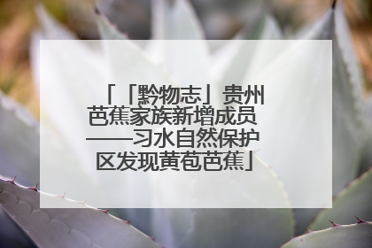 「黔物志」贵州芭蕉家族新增成员——习水自然保护区发现黄苞芭蕉