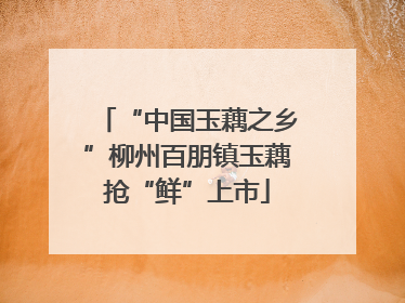 “中国玉藕之乡”柳州百朋镇玉藕抢“鲜”上市