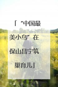 “中国最美小鸟”在保山昌宁筑巢育儿
