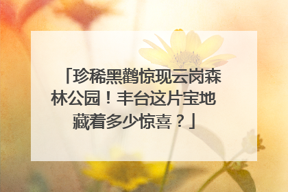 珍稀黑鹳惊现云岗森林公园！丰台这片宝地藏着多少惊喜？