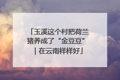 玉溪这个村把荷兰猪养成了“金豆豆”｜在云南样样好