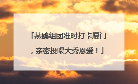 燕鸥组团准时打卡厦门，亲密投喂大秀恩爱！