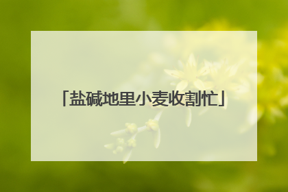 盐碱地里小麦收割忙