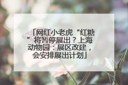 网红小老虎“红糖”将暂停展出？上海动物园：展区改建，会安排展出计划