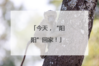 今天，“阳阳”回家！