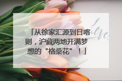 从徐家汇源到日喀则，沪藏两地开满梦想的“格桑花”！