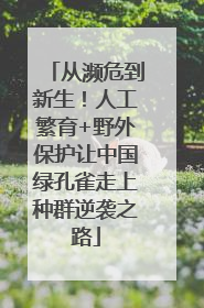 从濒危到新生！人工繁育+野外保护让中国绿孔雀走上种群逆袭之路