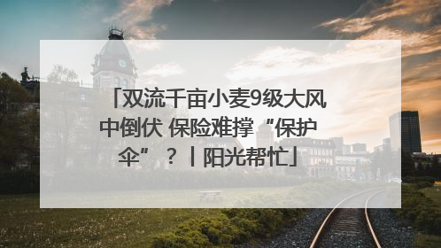 双流千亩小麦9级大风中倒伏 保险难撑“保护伞”？丨阳光帮忙