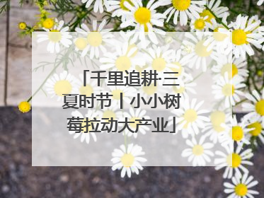 千里追耕·三夏时节丨小小树莓拉动大产业