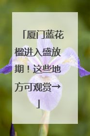 厦门蓝花楹进入盛放期！这些地方可观赏→