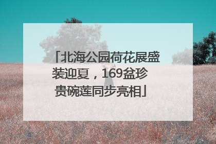 北海公园荷花展盛装迎夏，169盆珍贵碗莲同步亮相