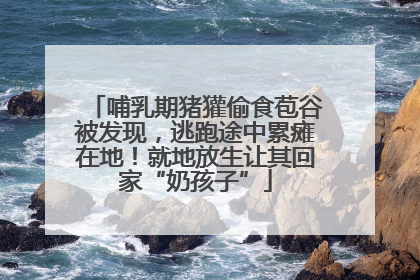 哺乳期猪獾偷食苞谷被发现，逃跑途中累瘫在地！就地放生让其回家“奶孩子”