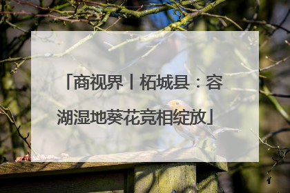 商视界丨柘城县：容湖湿地葵花竞相绽放