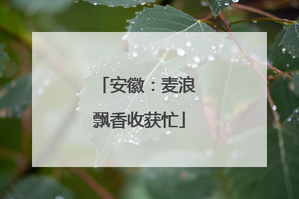 安徽：麦浪飘香收获忙