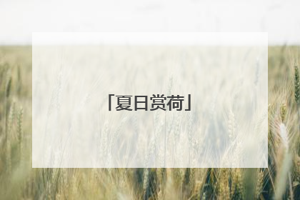夏日赏荷
