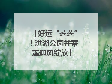 好运“莲莲”！洪湖公园并蒂莲迎风绽放