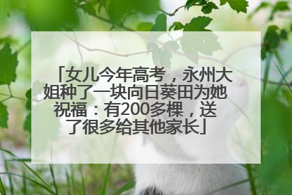 女儿今年高考，永州大姐种了一块向日葵田为她祝福：有200多棵，送了很多给其他家长