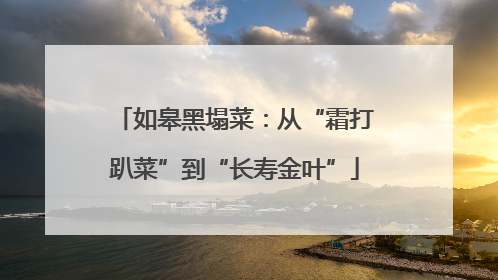 如皋黑塌菜：从“霜打趴菜”到“长寿金叶”