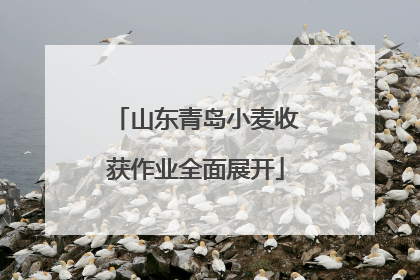 山东青岛小麦收获作业全面展开
