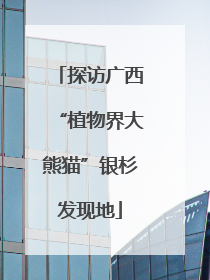 探访广西“植物界大熊猫”银杉发现地