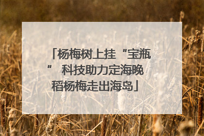 杨梅树上挂“宝瓶” 科技助力定海晚稻杨梅走出海岛