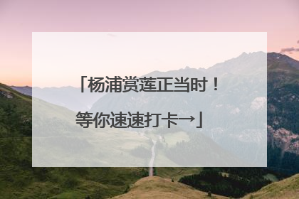 杨浦赏莲正当时！等你速速打卡→