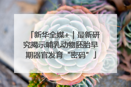 新华全媒+｜最新研究揭示哺乳动物胚胎早期器官发育“密码”