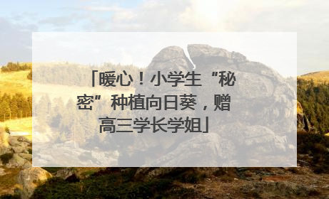 暖心！小学生“秘密”种植向日葵，赠高三学长学姐