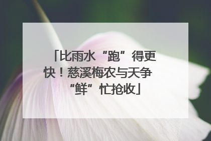 比雨水“跑”得更快！慈溪梅农与天争“鲜”忙抢收
