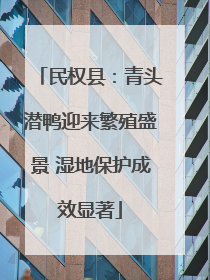 民权县：青头潜鸭迎来繁殖盛景 湿地保护成效显著