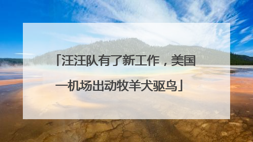 汪汪队有了新工作，美国一机场出动牧羊犬驱鸟