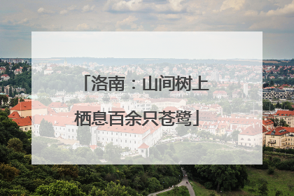 洛南：山间树上栖息百余只苍鹭
