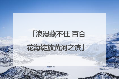浪漫藏不住 百合花海绽放黄河之滨
