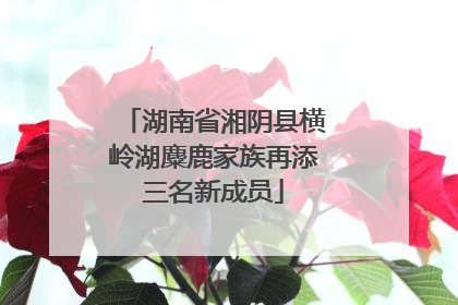 湖南省湘阴县横岭湖麋鹿家族再添三名新成员