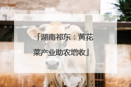 湖南祁东：黄花菜产业助农增收