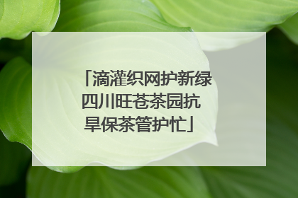 滴灌织网护新绿 四川旺苍茶园抗旱保茶管护忙