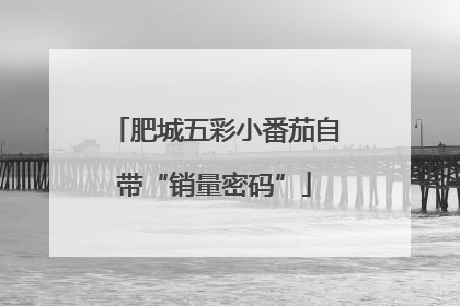 肥城五彩小番茄自带“销量密码”