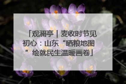 观澜亭｜麦收时节见初心：山东“晒粮地图”绘就民生温暖画卷