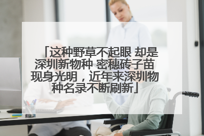 这种野草不起眼 却是深圳新物种 密穗砖子苗现身光明，近年来深圳物种名录不断刷新