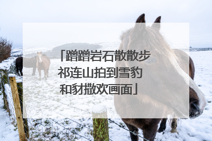 蹭蹭岩石散散步 祁连山拍到雪豹和豺撒欢画面