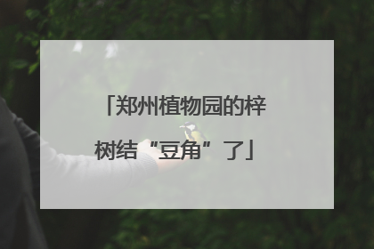 郑州植物园的梓树结“豆角”了