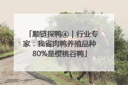 顺链探鸭④｜行业专家：我省肉鸭养殖品种80%是樱桃谷鸭