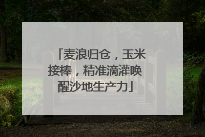 麦浪归仓，玉米接棒，精准滴灌唤醒沙地生产力