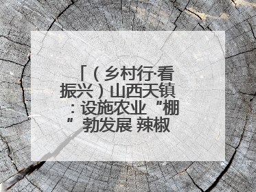 （乡村行·看振兴）山西天镇：设施农业“棚”勃发展 辣椒产业蓄势待发